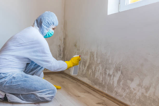 Licensed Mold Inspection service in Bellevue, KY - WQB Mold Removal